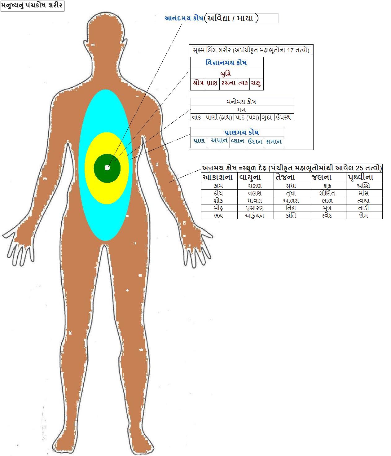 HumanBody3